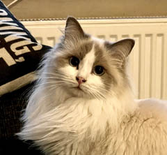 Eiserblew Leggs Akimbo