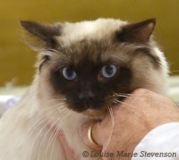 Guysndolls Blossom Time