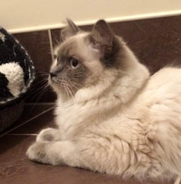 Eiserblew Desiderata