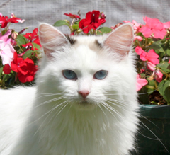 Hollygram Porcelein Doll