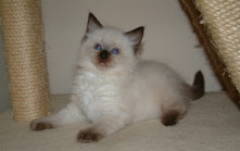 Ragdoll Cat - Eiserblew Bilbo Baggins. Breeder - Candice Prowting