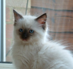 Ragdoll Cat - Eiserblew Bilbo Baggins. Breeder - Candice Prowting