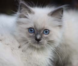 Eiserblew Matty Groves